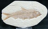 Knightia Fossil Fish - Wyoming #7559-1